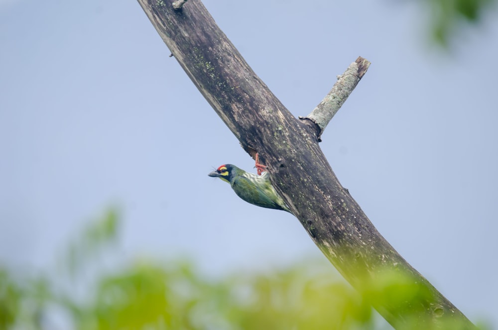 a small bird perched on a tree branch