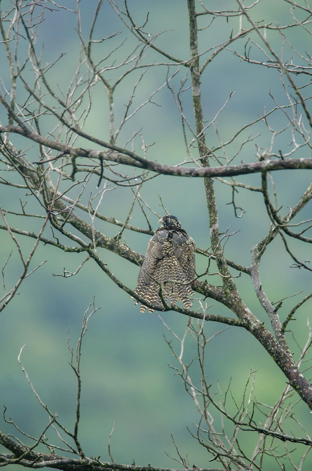 a couple of birds sitting on top of a tree branch