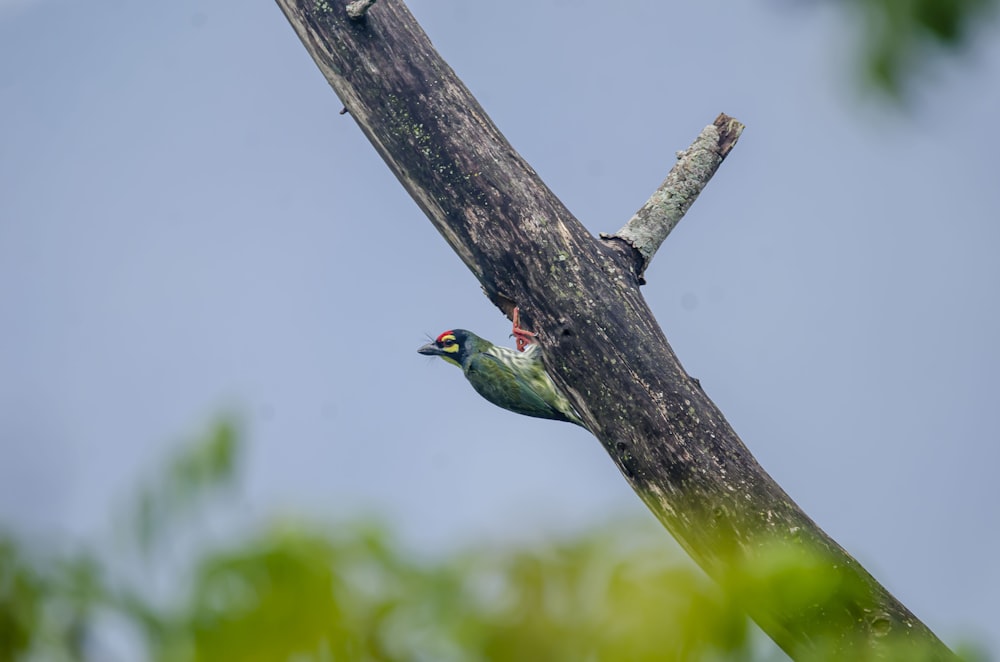 a green bird perched on a tree branch