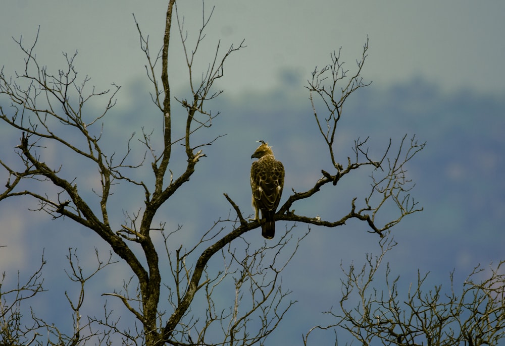 a bird perched on top of a tree branch