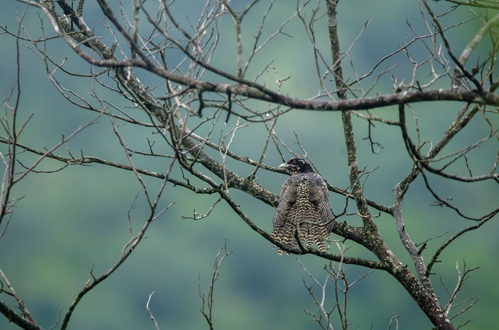 a bird is perched on a tree branch