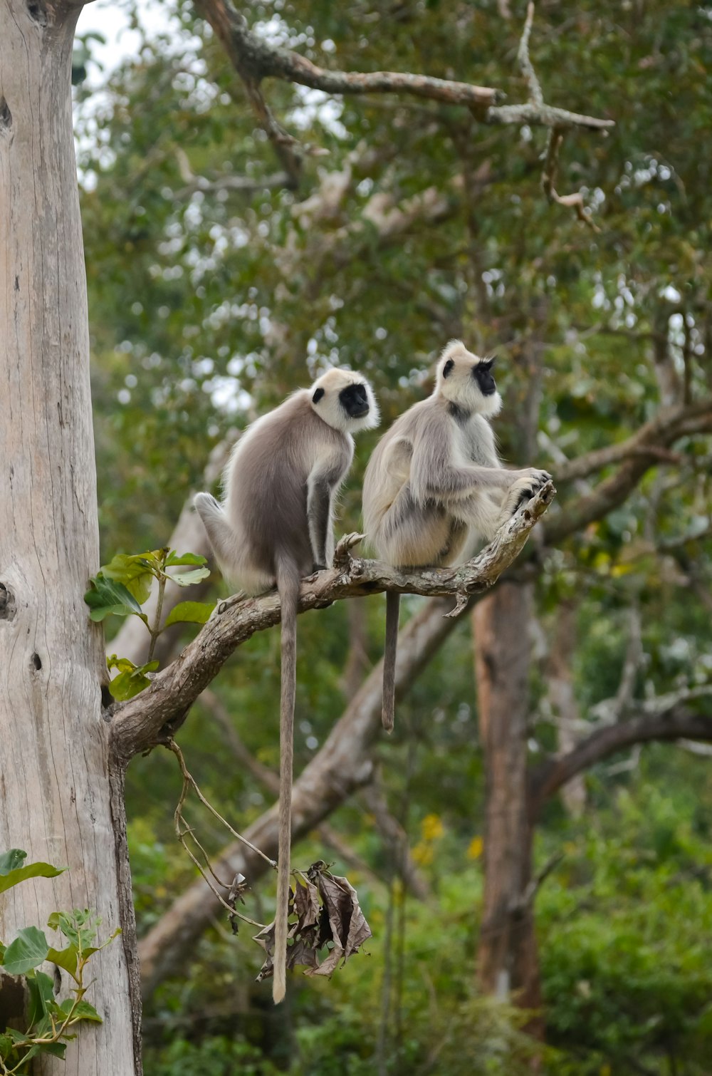 a couple of monkeys sitting on top of a tree