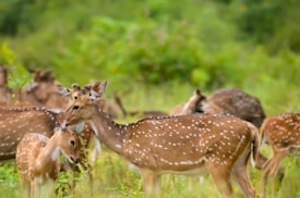 A group of spotted deer is gathered in a lush, green forest setting. The focus is on an adult deer nuzzling a younger deer, displaying a gentle and caring interaction. Other deer are visible in the background, grazing and blending into the dense greenery.