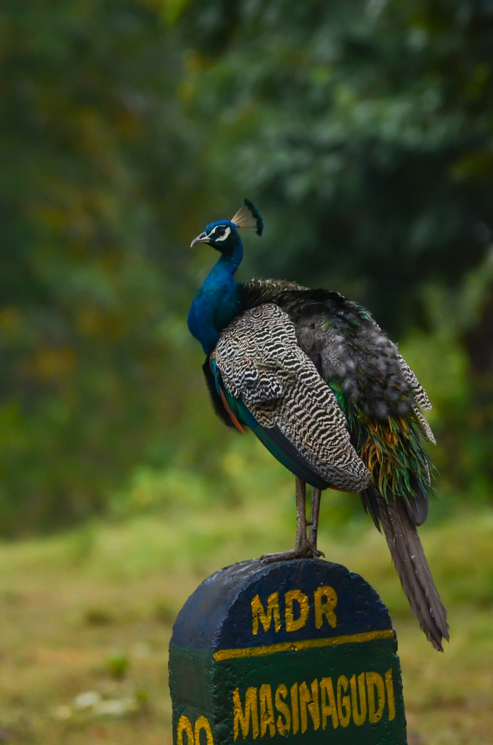 a peacock is sitting on top of a sign