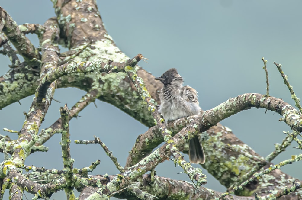 a small bird perched on top of a tree branch