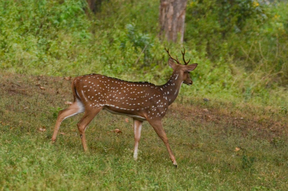 a deer is standing in the grass near a tree