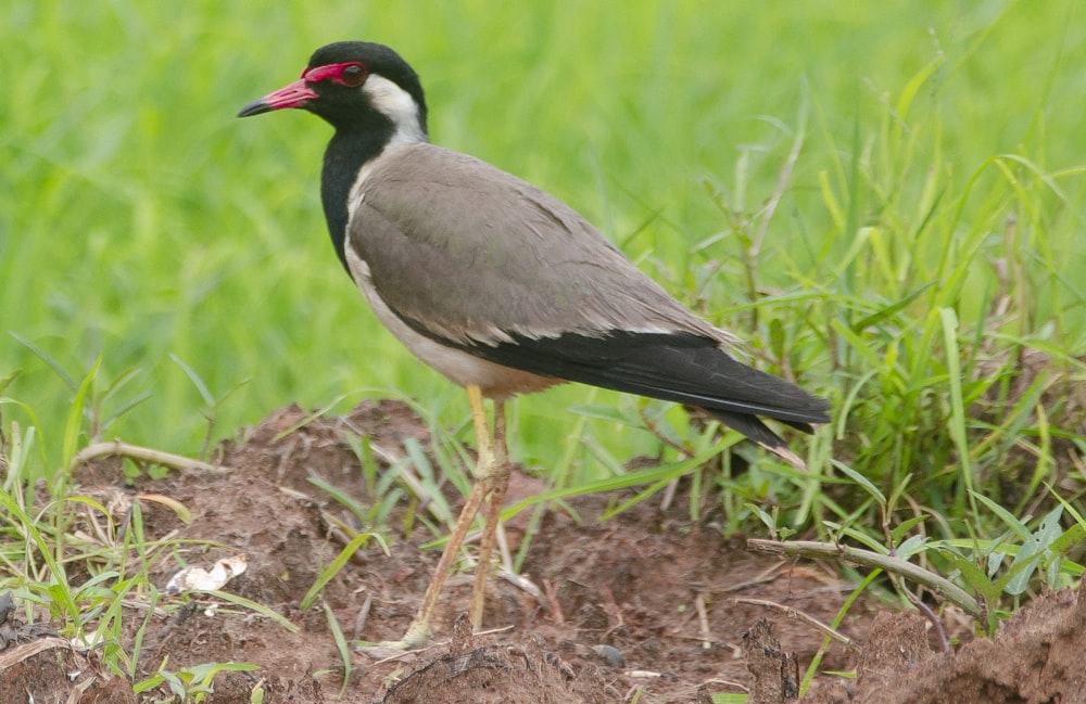 a bird is standing on the ground in the grass