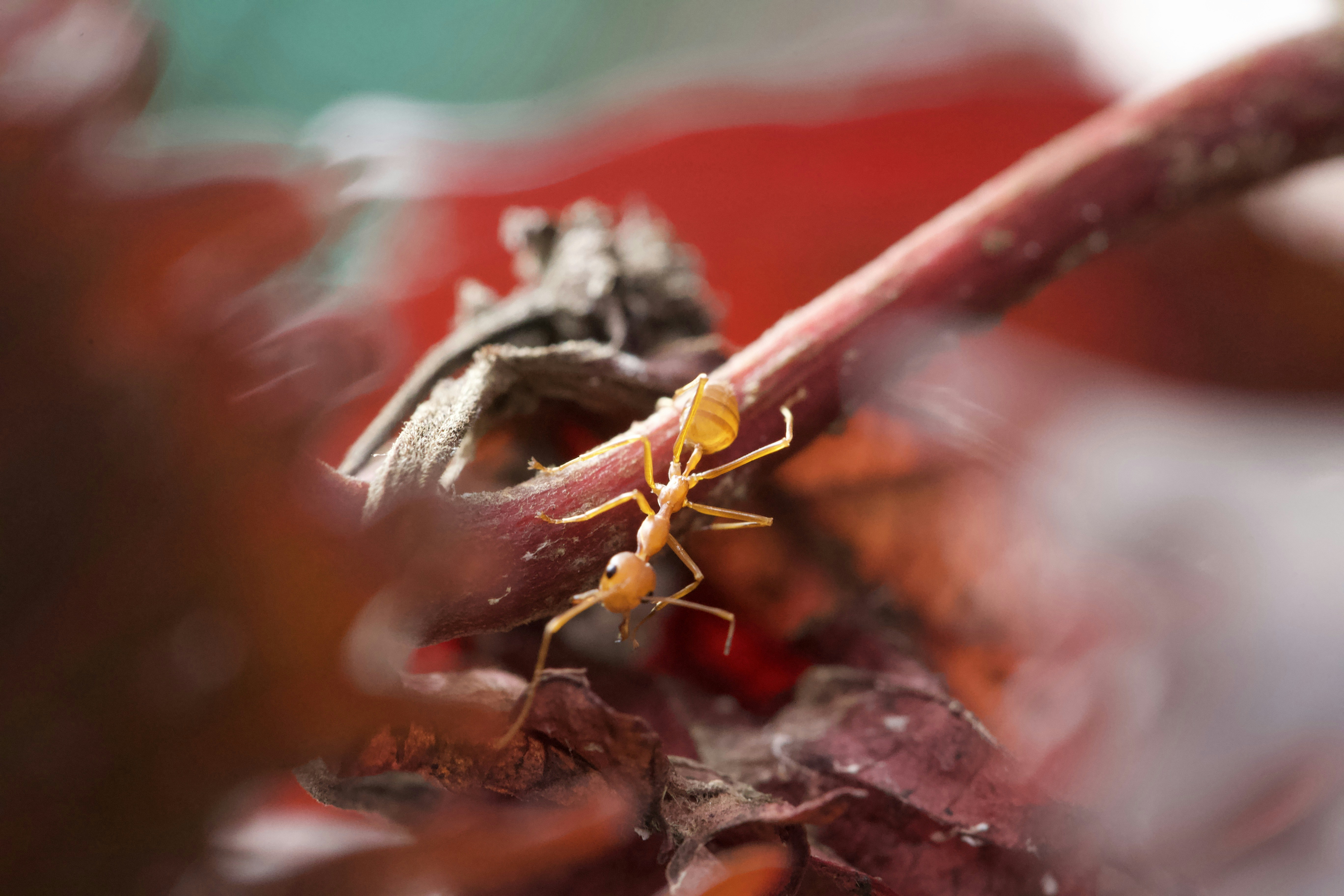 Un petit insecte jaune assis au sommet d’une feuille photo Photo — free download