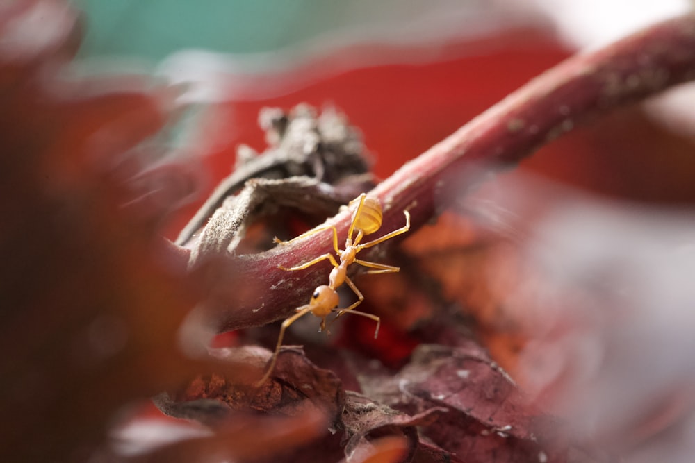 a small yellow insect sitting on top of a leaf