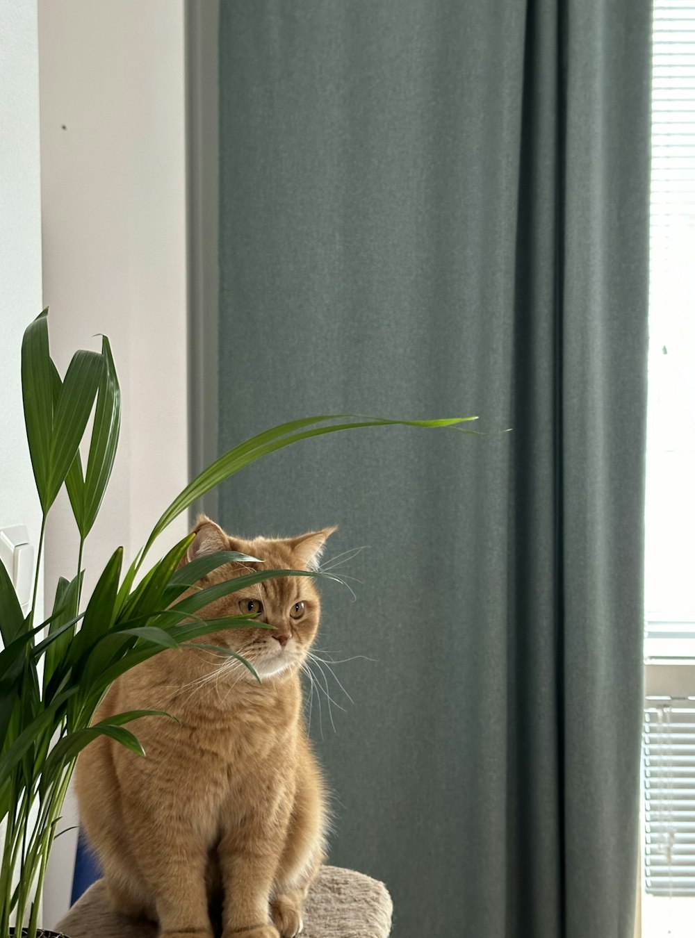 a cat sitting on top of a chair next to a plant