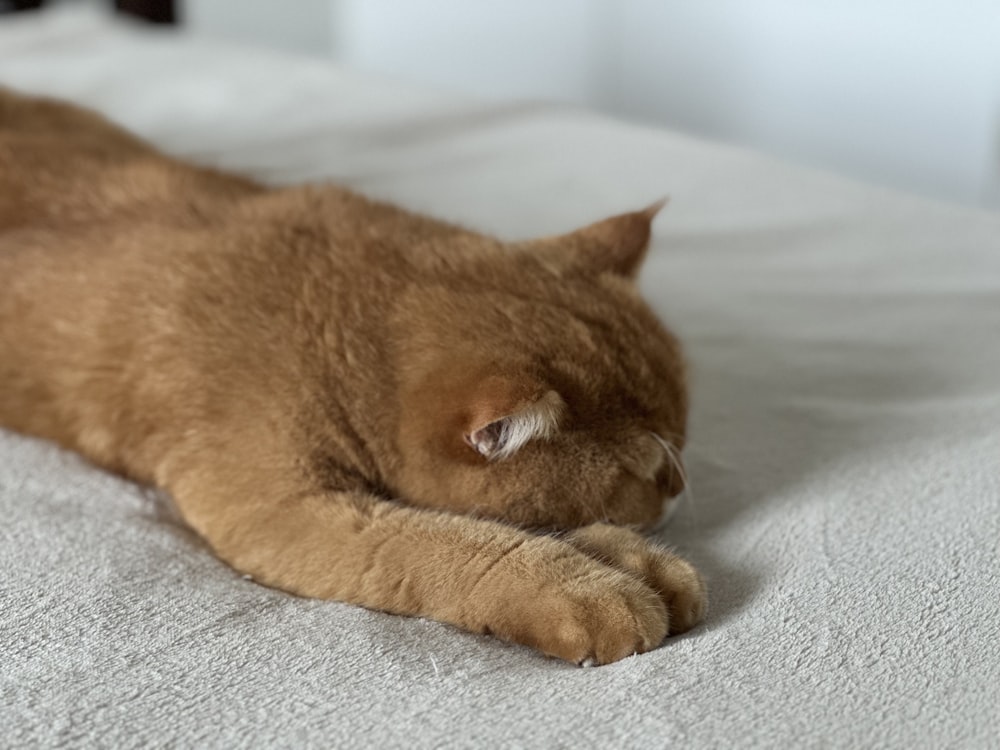 a cat laying on top of a white bed