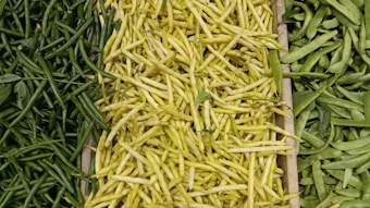 A variety of beans are displayed in a wooden crate, with yellow beans in the center, surrounded by green beans on both sides. The vibrant colors and textures of the fresh produce are clearly visible.