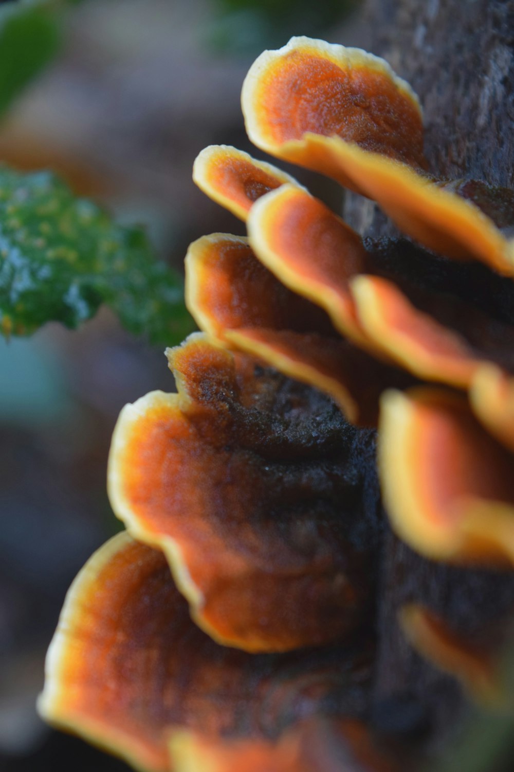 a close up of a bunch of mushrooms on a tree