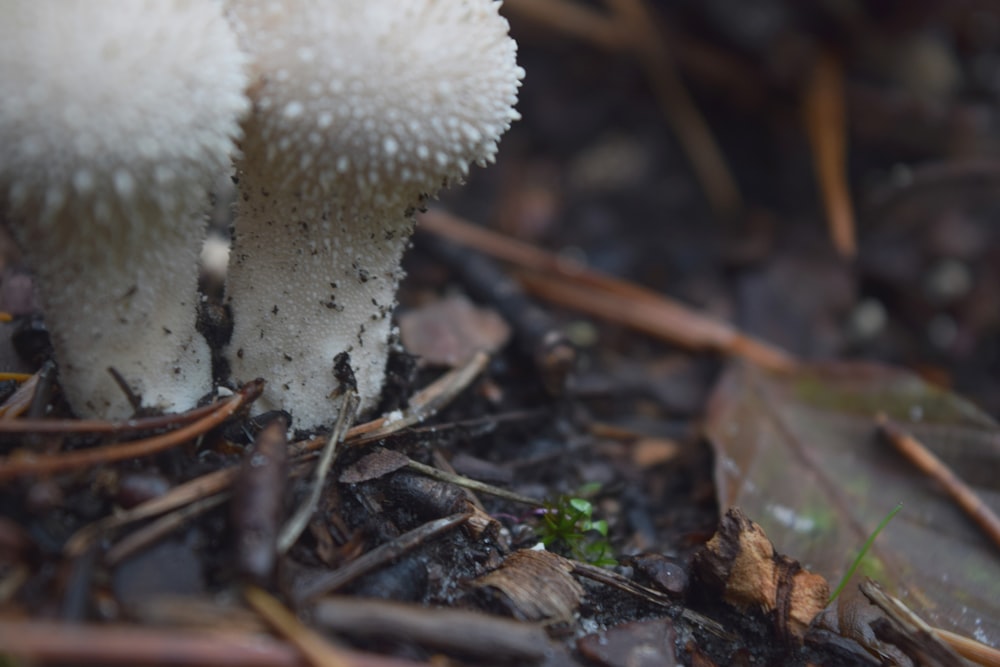 a close up of two mushrooms on the ground
