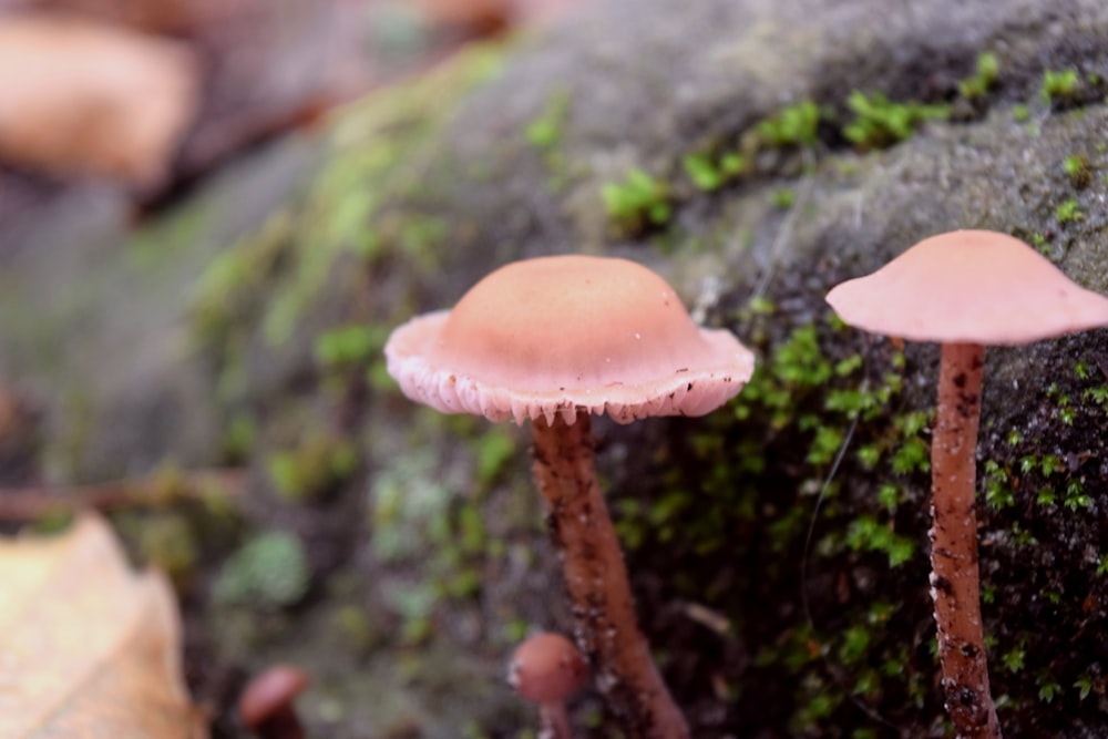 a couple of mushrooms sitting on top of a moss covered rock