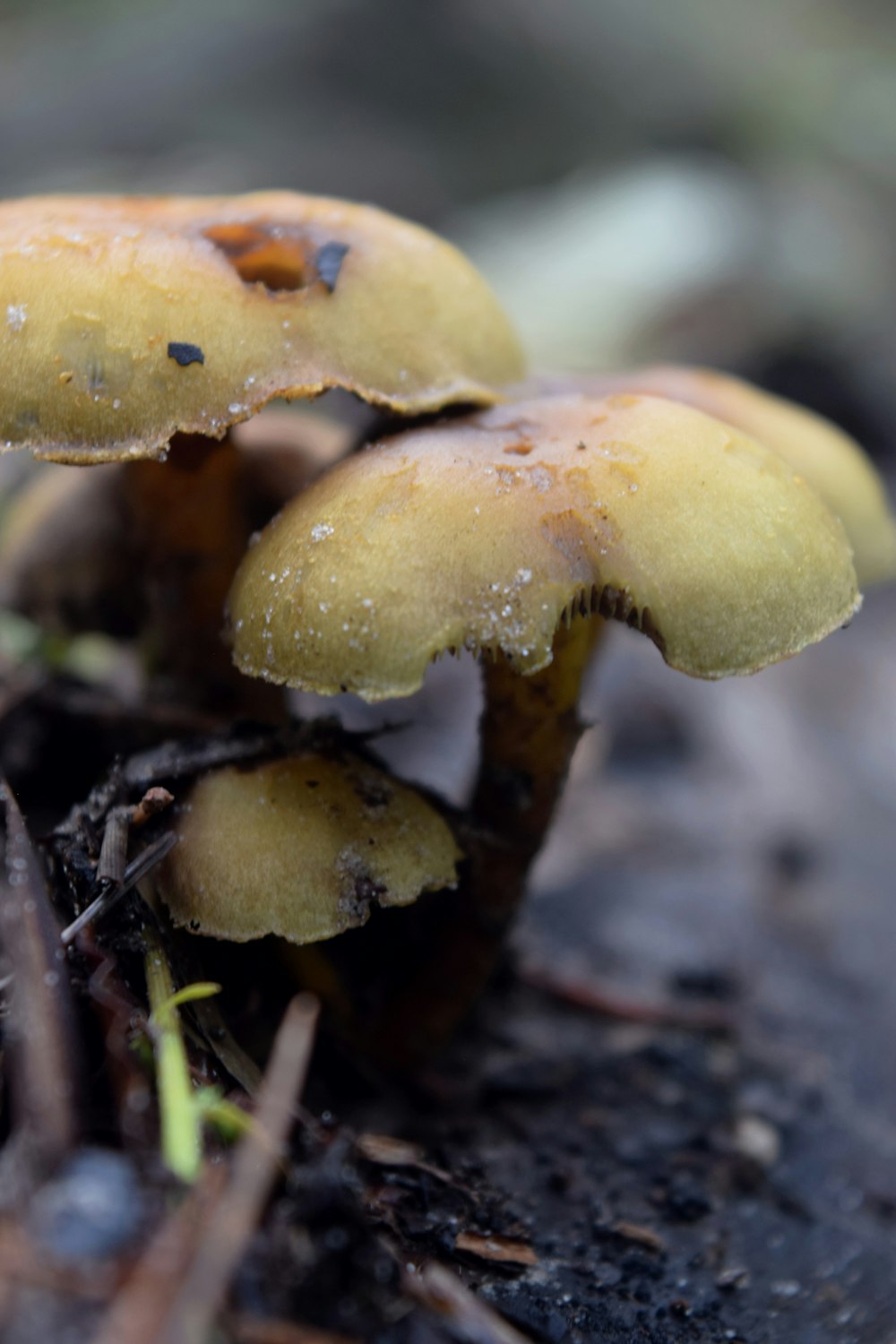 eine Gruppe kleiner gelber Pilze, die auf einem Waldboden sitzen