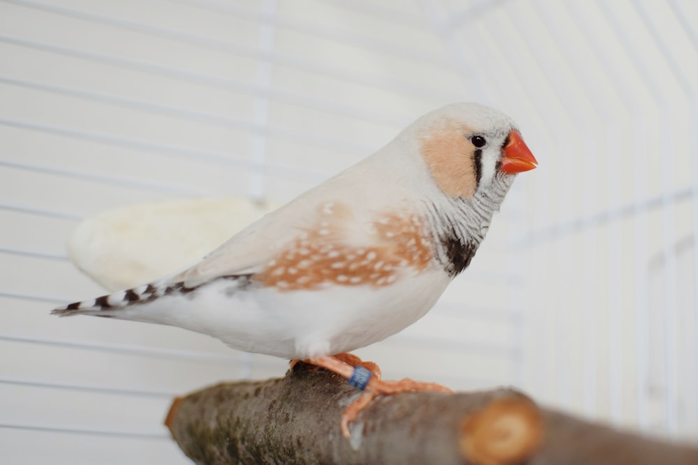 a bird sitting on top of a piece of wood