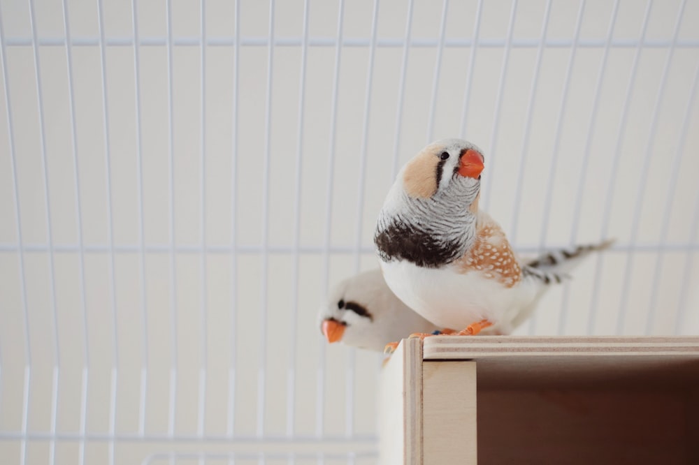 a couple of small birds perched on top of a box