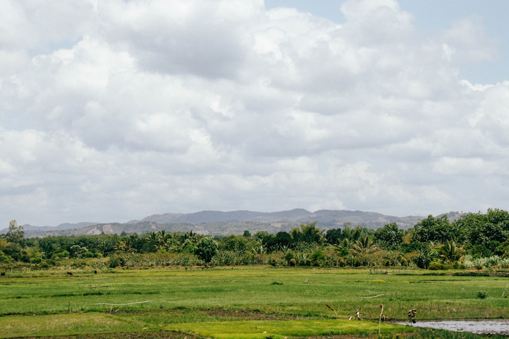 a green field with a river running through it