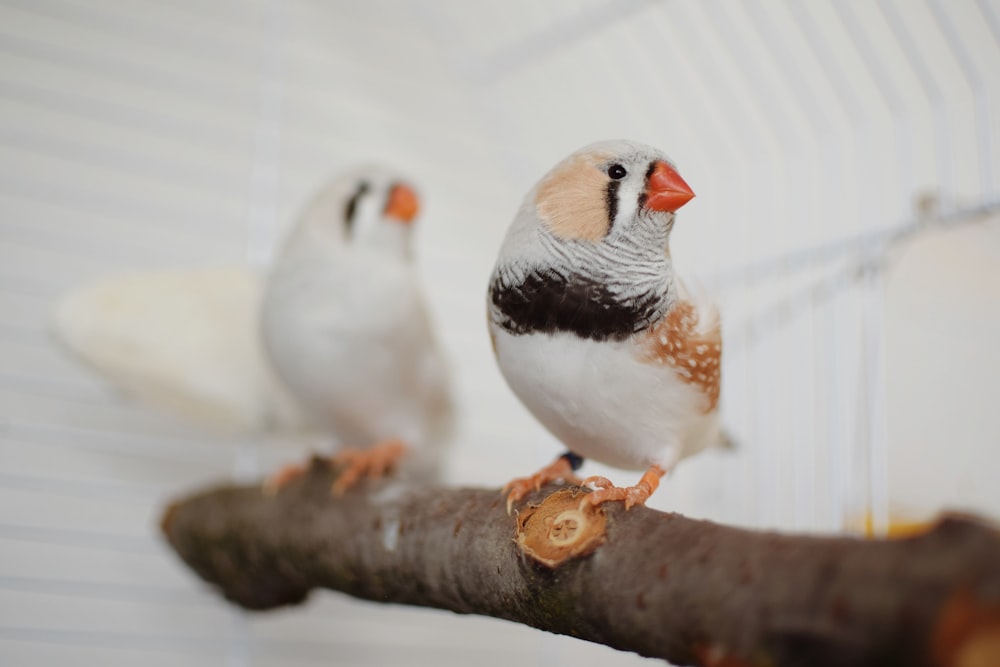 a couple of birds sitting on top of a tree branch