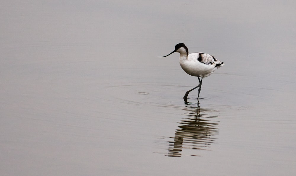 a bird standing in a body of water