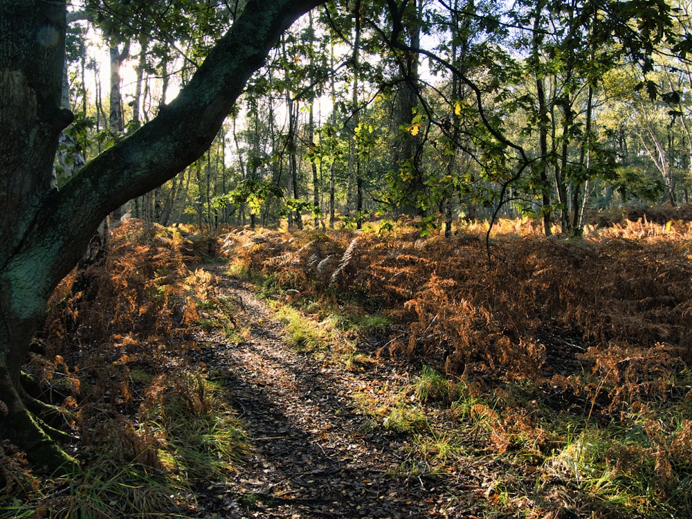 a path in a wooded area with trees and grass