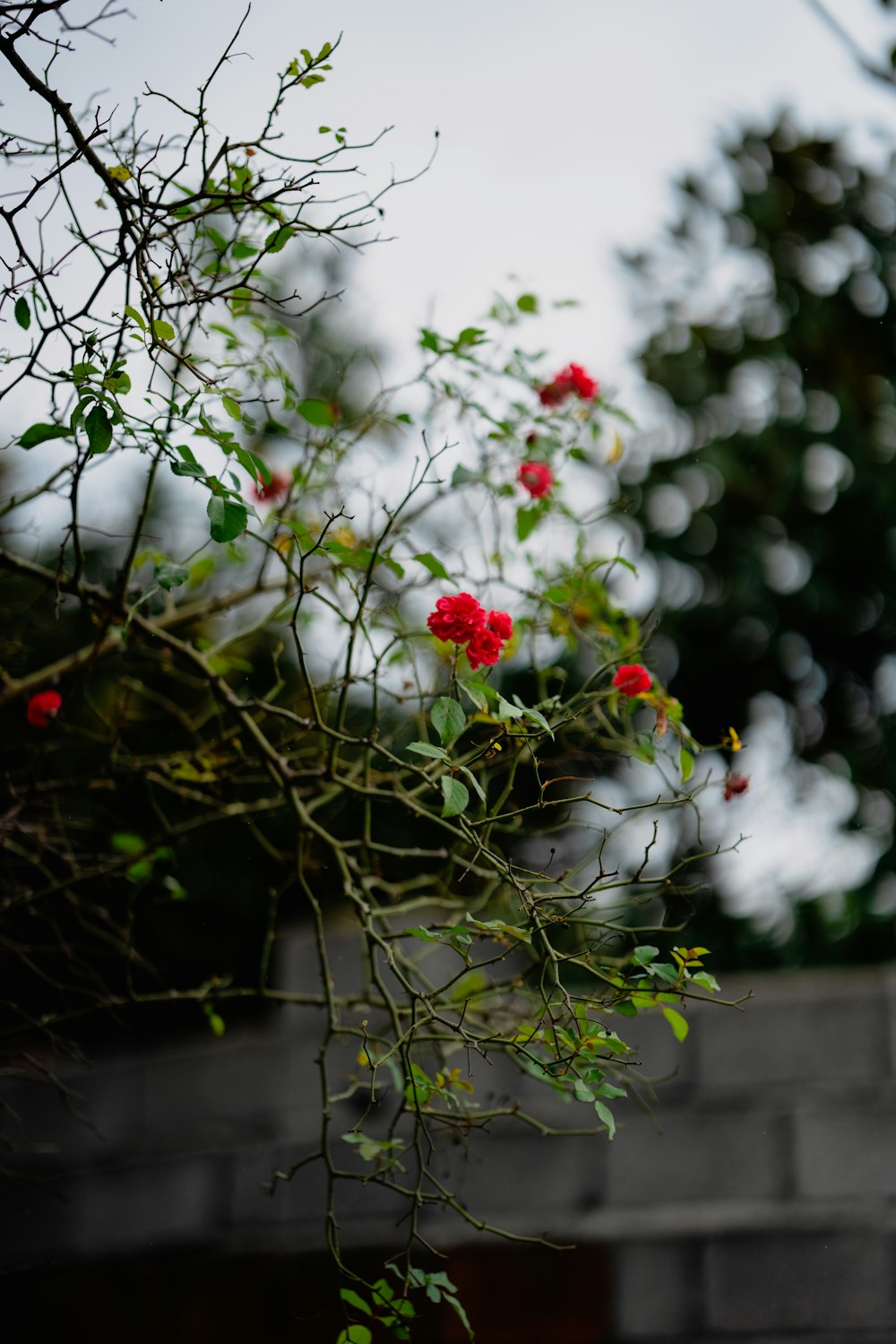 a tree branch with red flowers and green leaves