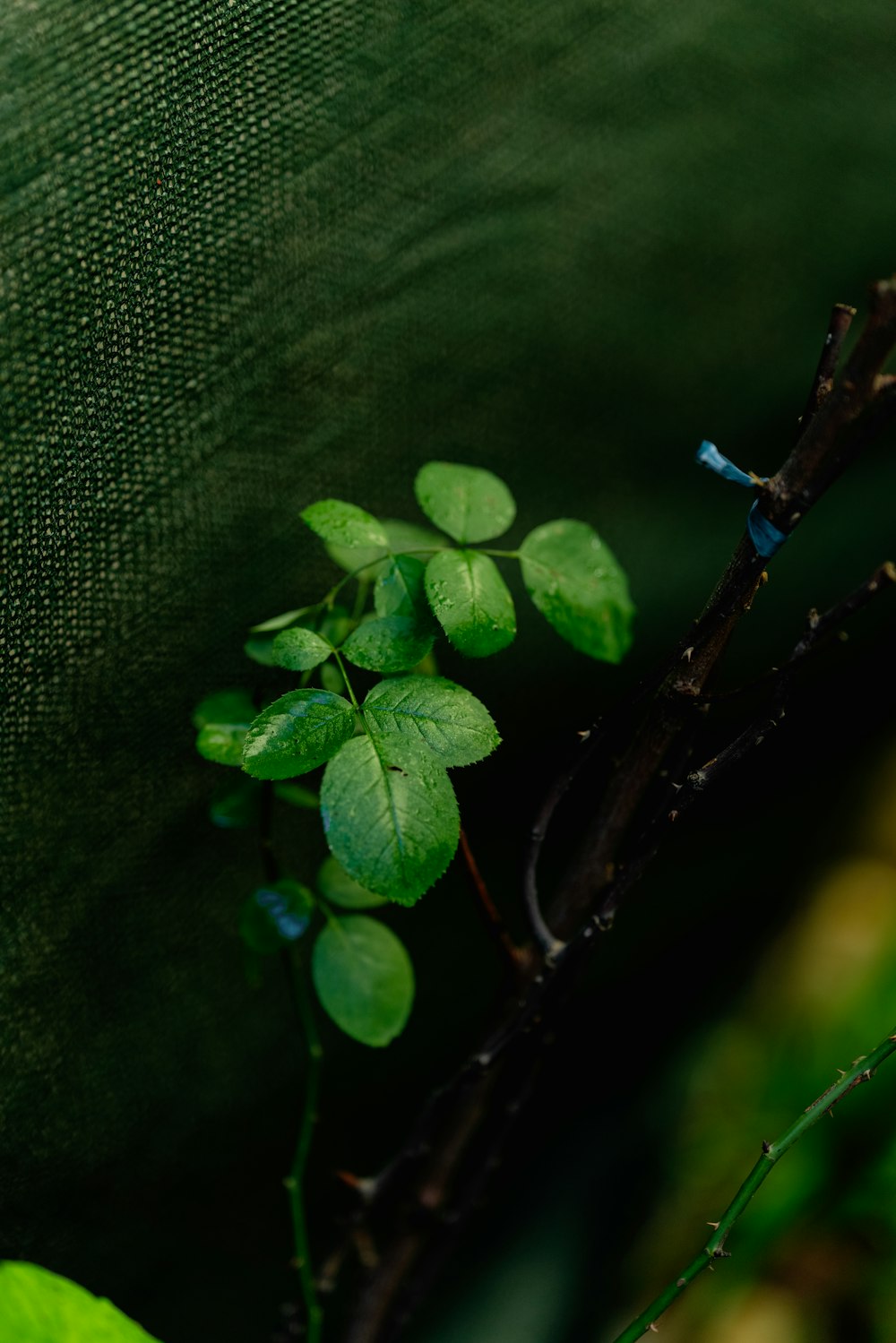 a small green plant is growing on a branch