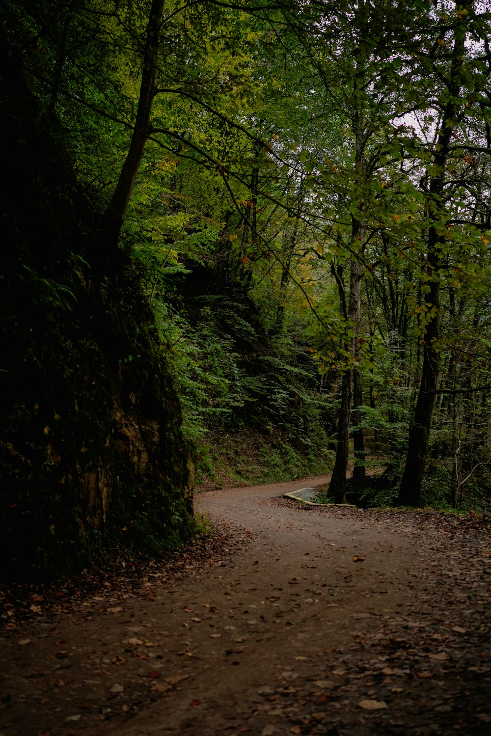 a dirt road in the middle of a forest