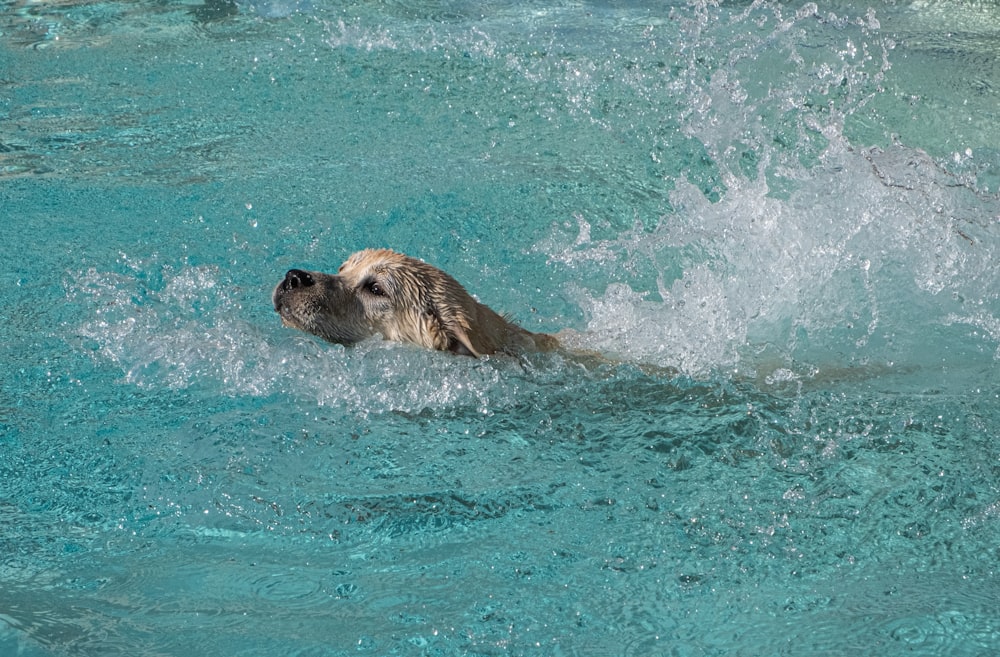 a dog swimming in a pool of water