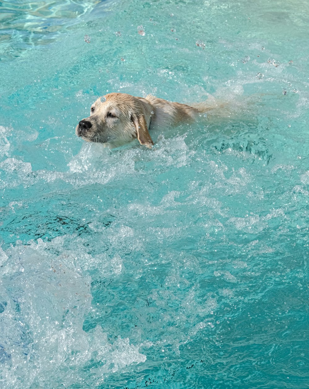 a dog swimming in a pool of water