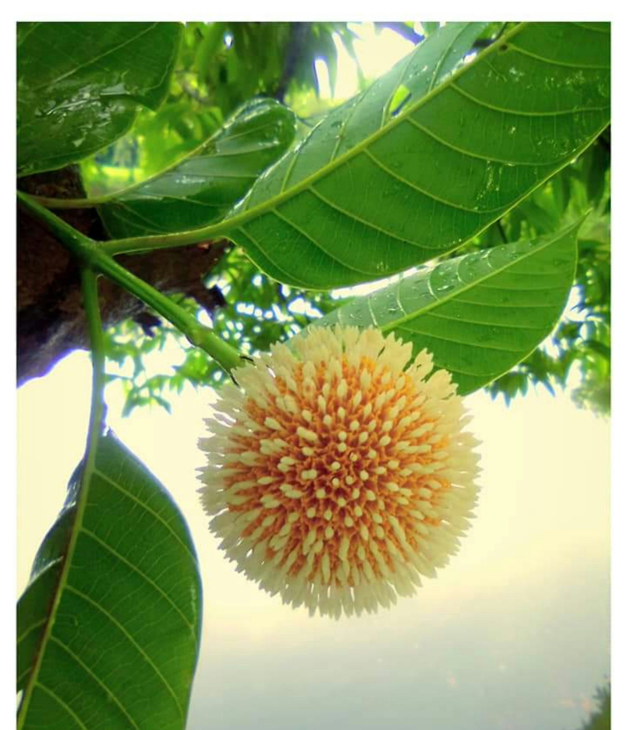 gros plan d’une fleur sur un arbre
