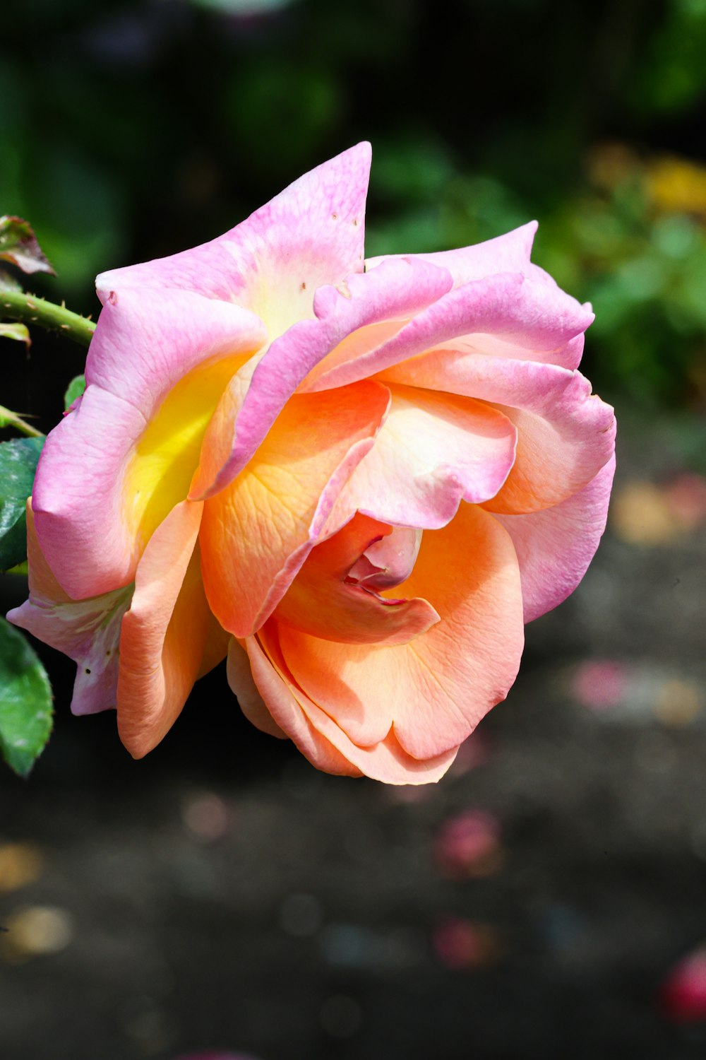 a pink and yellow rose is blooming in a garden