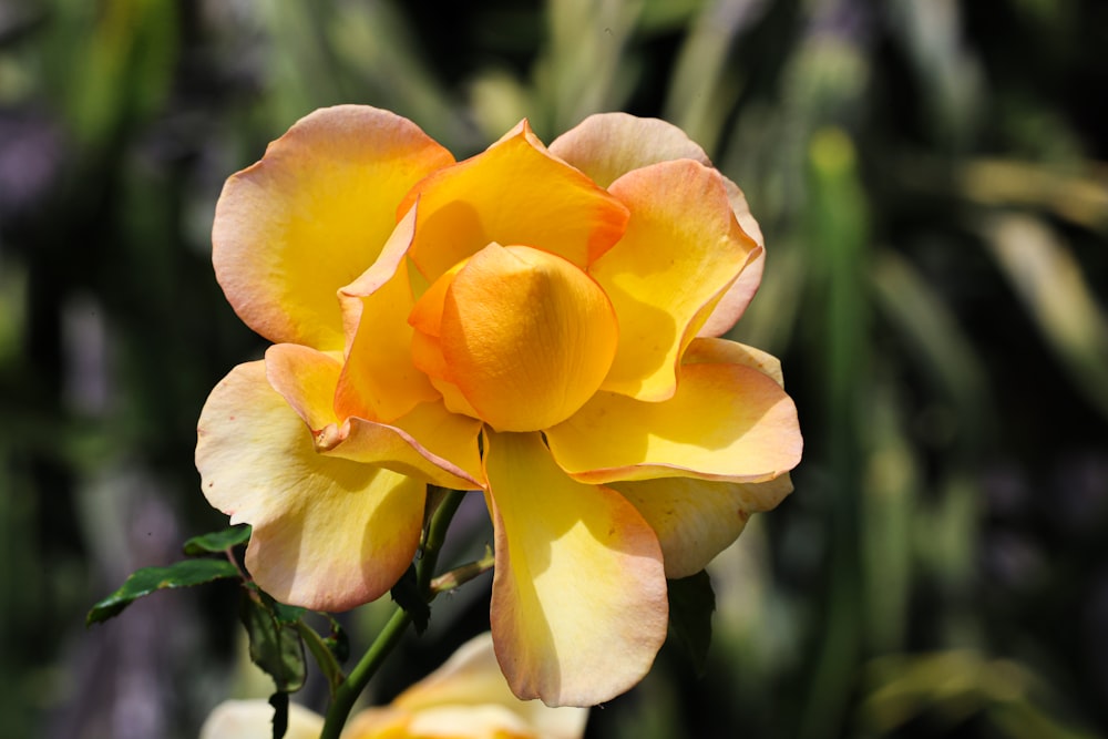 a close up of a yellow flower with a blurry background