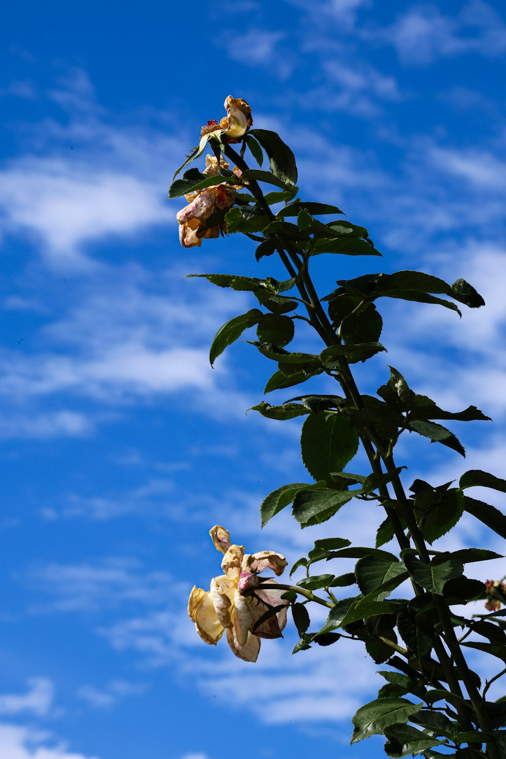 eine hohe Pflanze mit vielen Blüten vor blauem Himmel