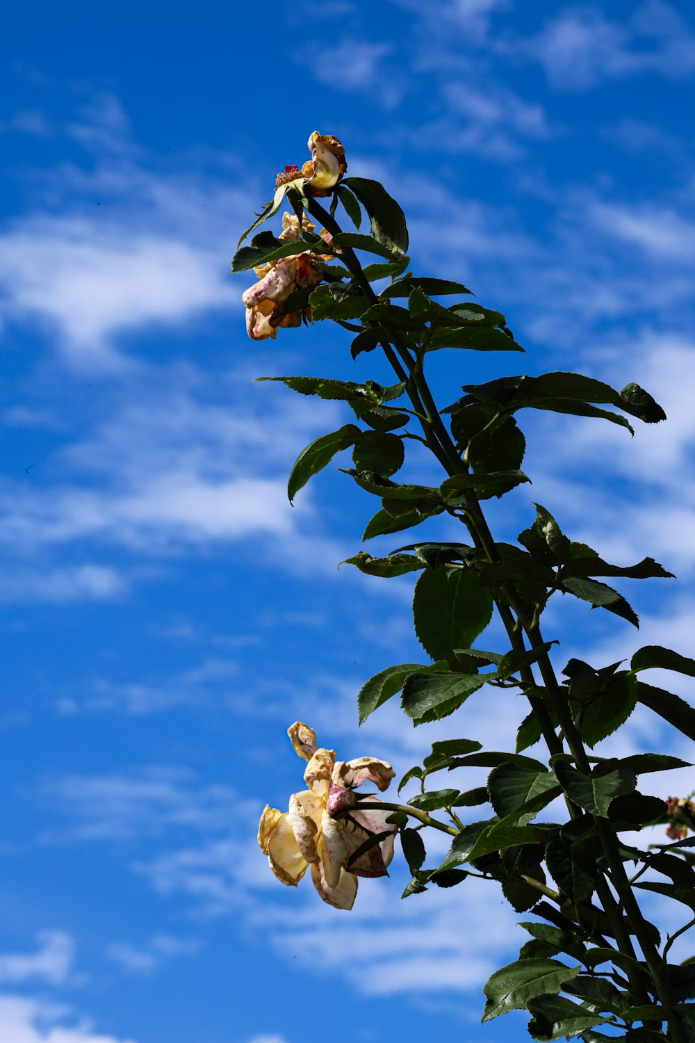 una planta alta con muchas flores frente a un cielo azul