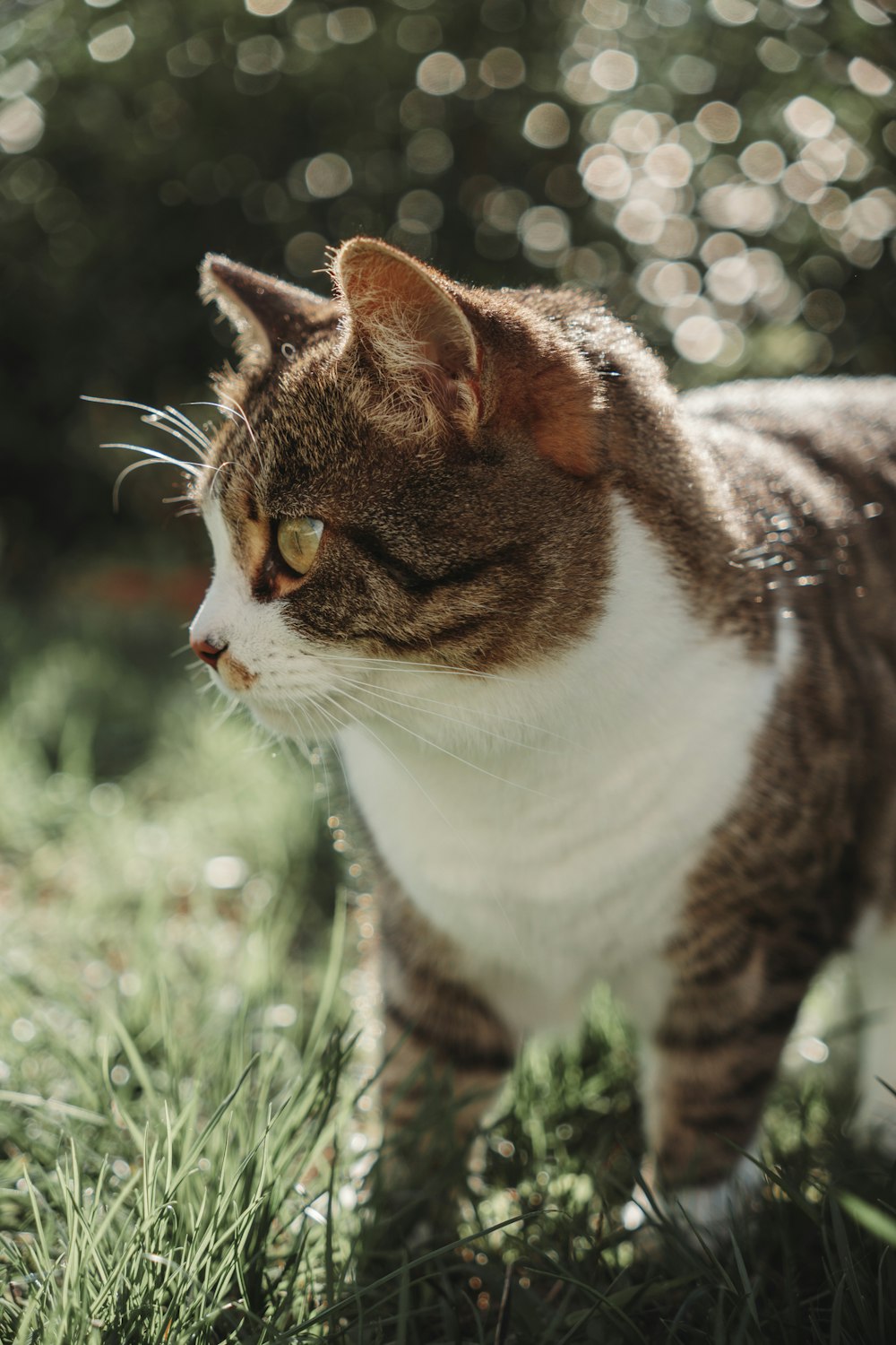 a brown and white cat standing in the grass