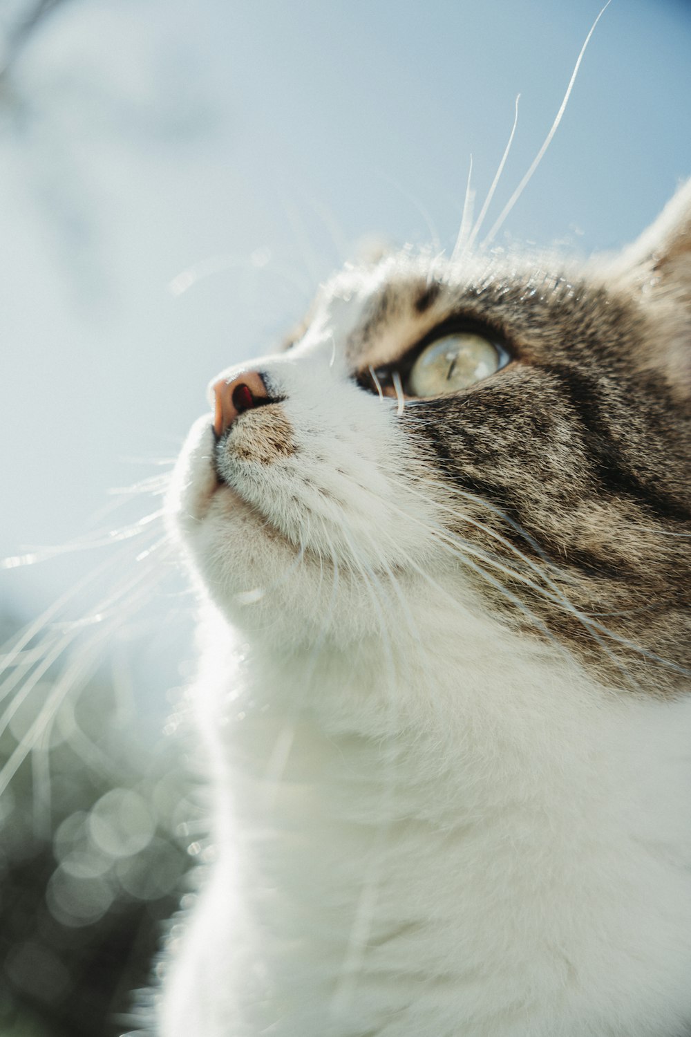 a close up of a cat looking up into the sky