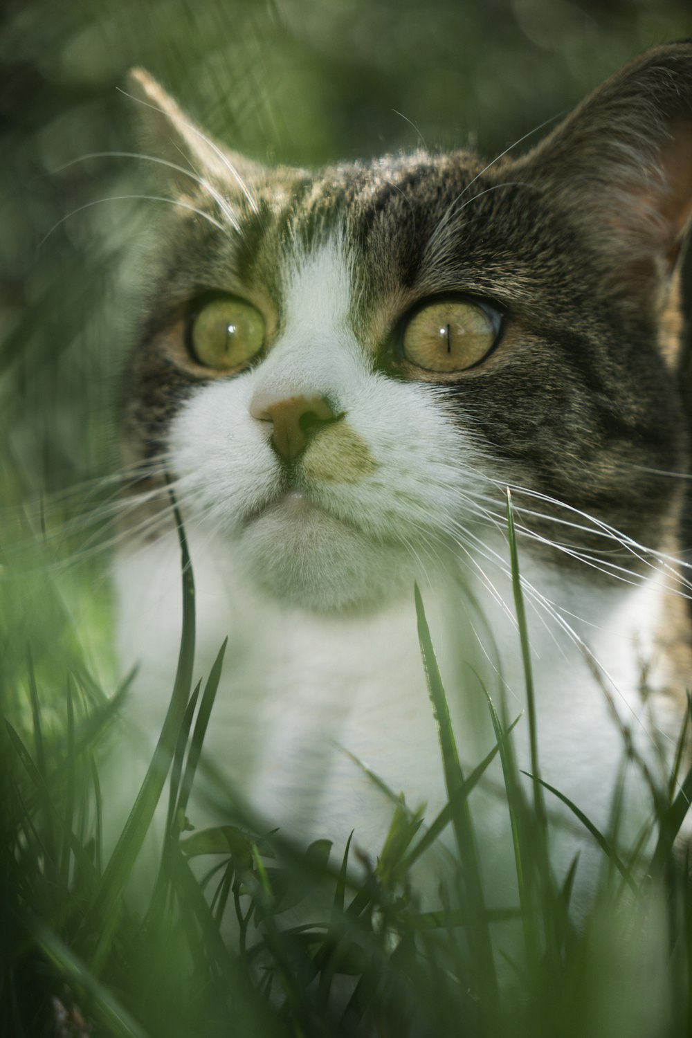 a close up of a cat in the grass