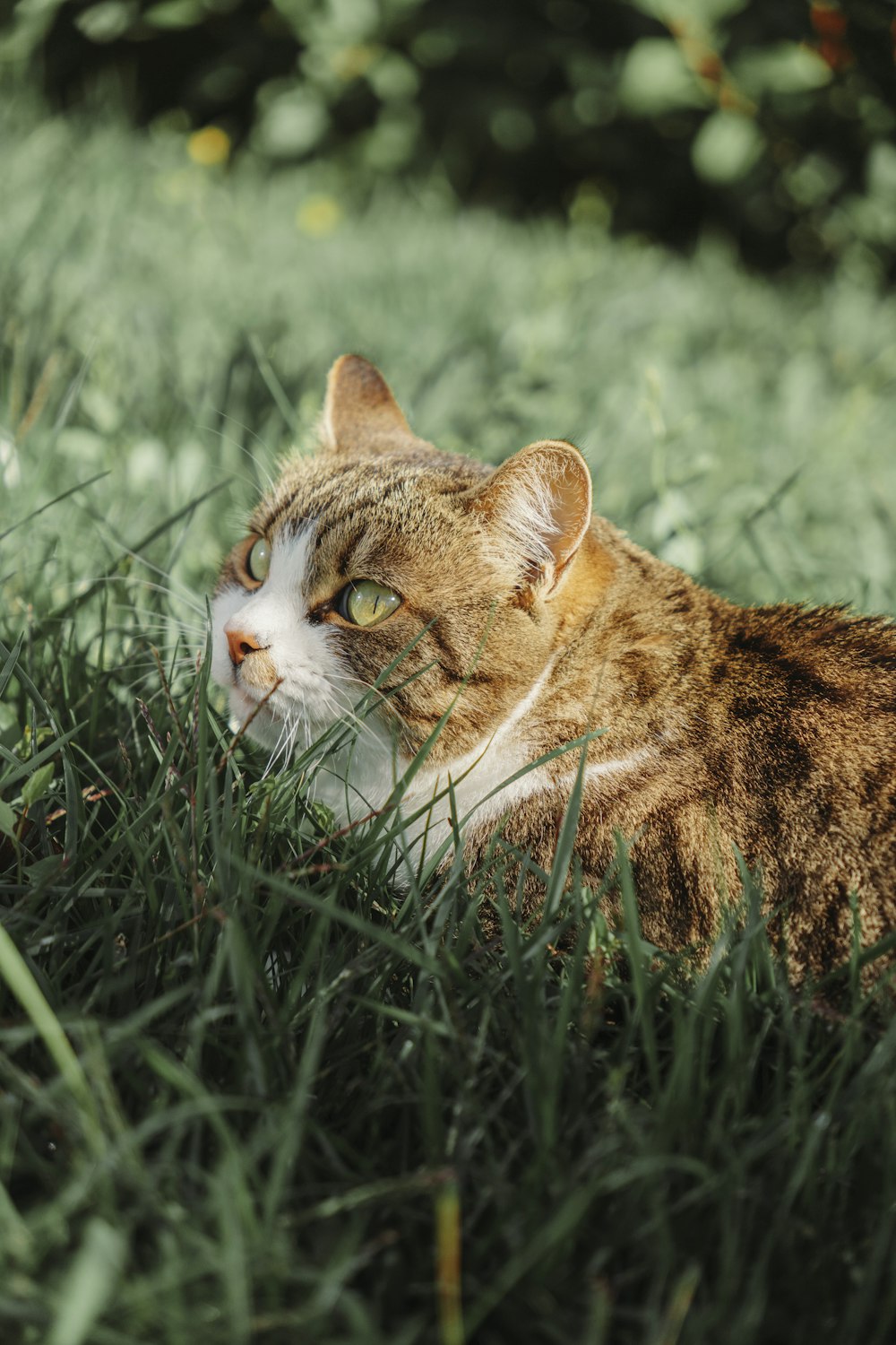 a cat laying in the grass looking at something