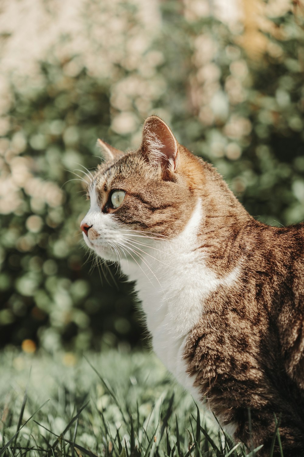 a brown and white cat sitting in the grass