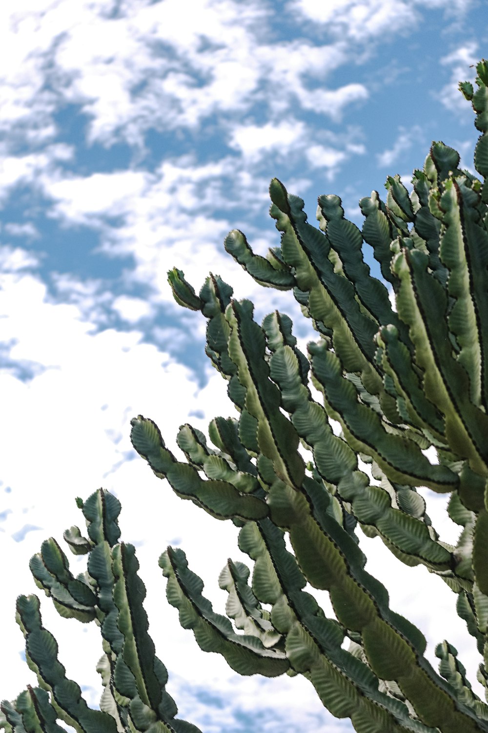 a large cactus plant with a sky background
