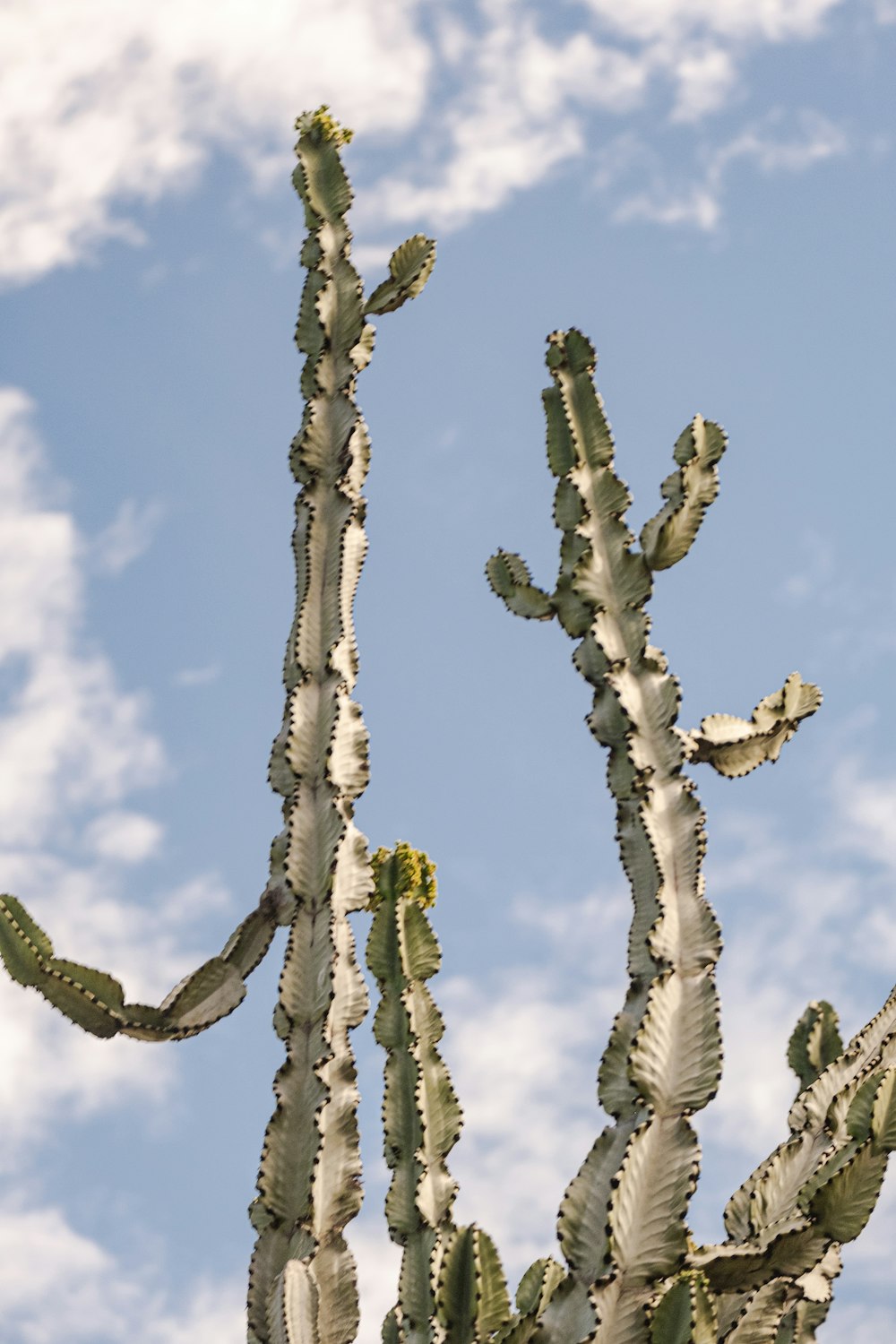 a large cactus plant with a blue sky in the background