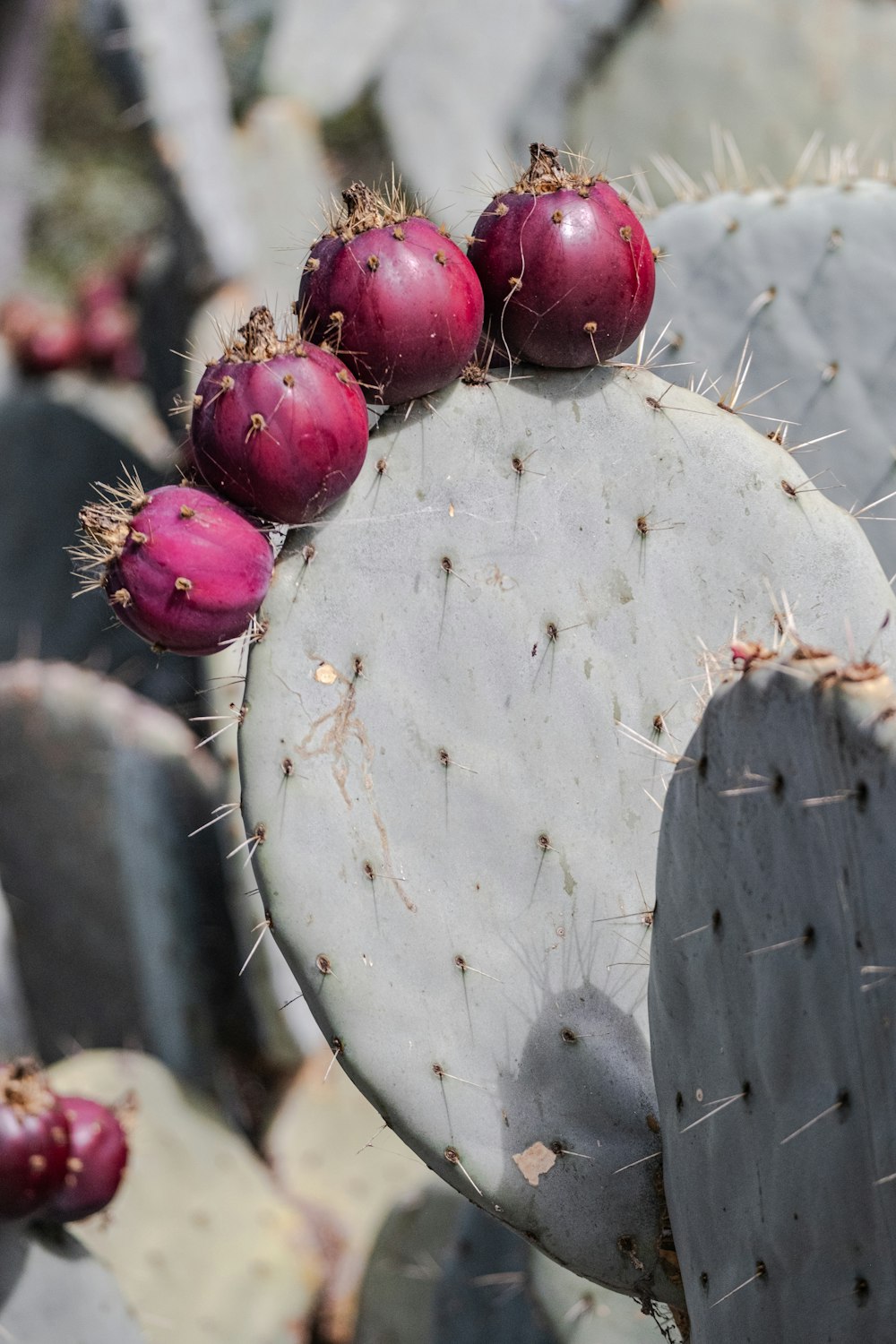 un gros plan d’un cactus avec un bouquet de fruits dessus