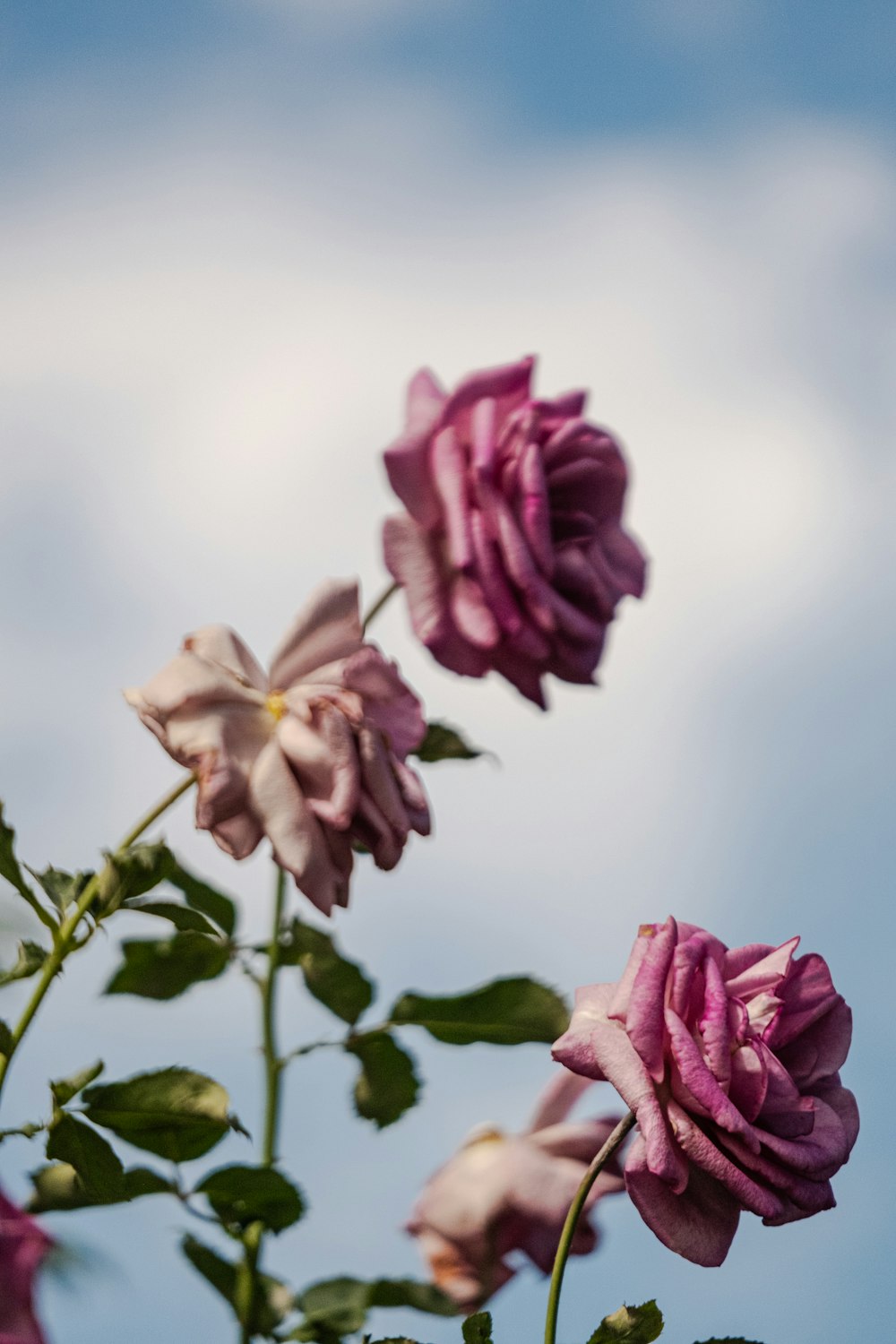 a close up of a bunch of flowers with sky in the background