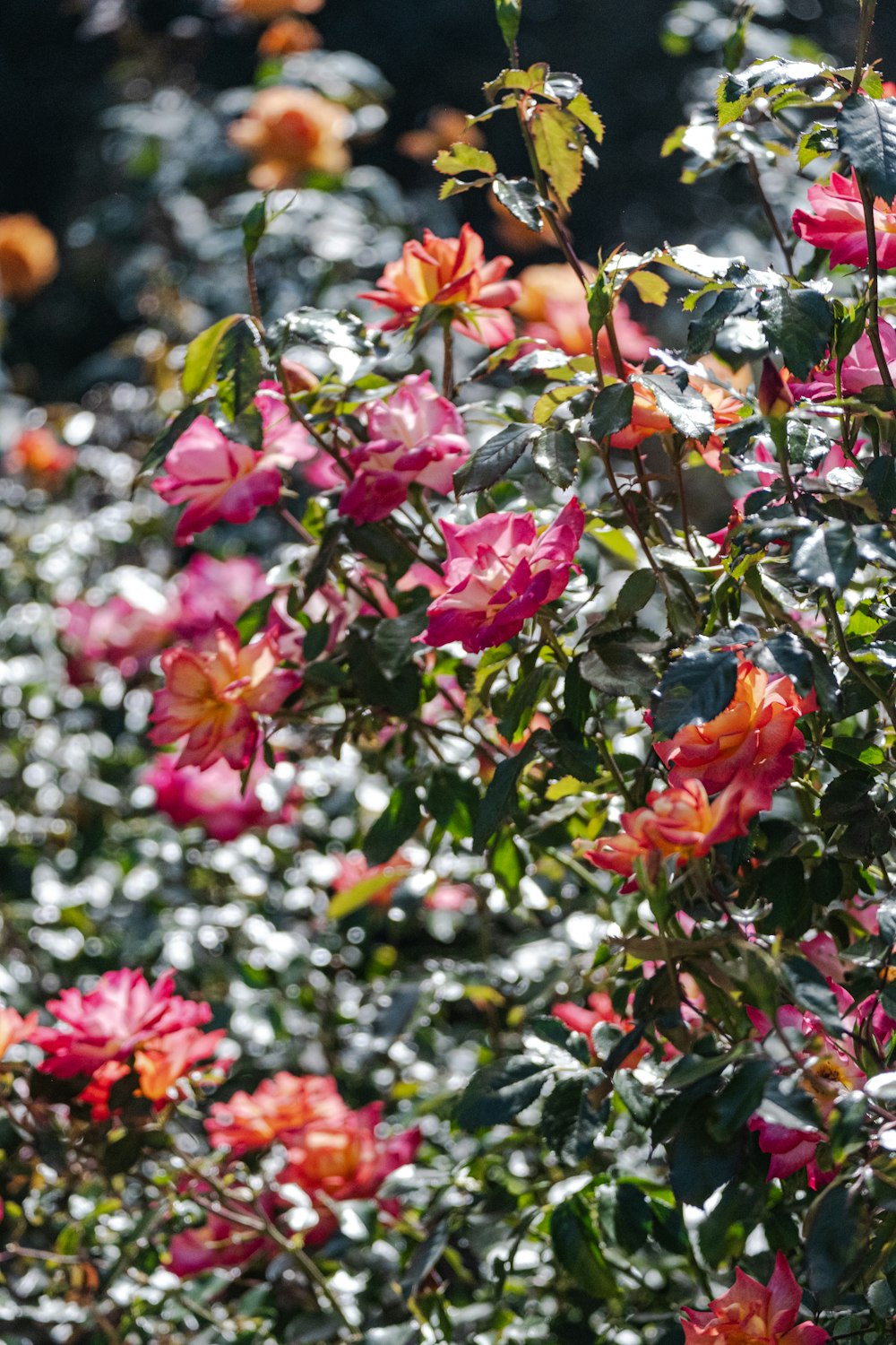 un bouquet de fleurs qui sont dans l’herbe