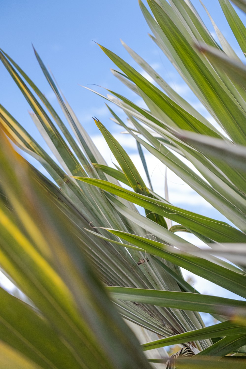 a close up of a palm tree leaves