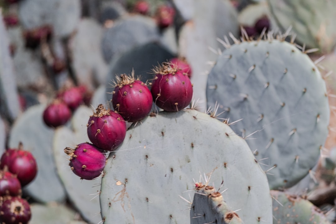 a group of cactus plants with red fruit on them,