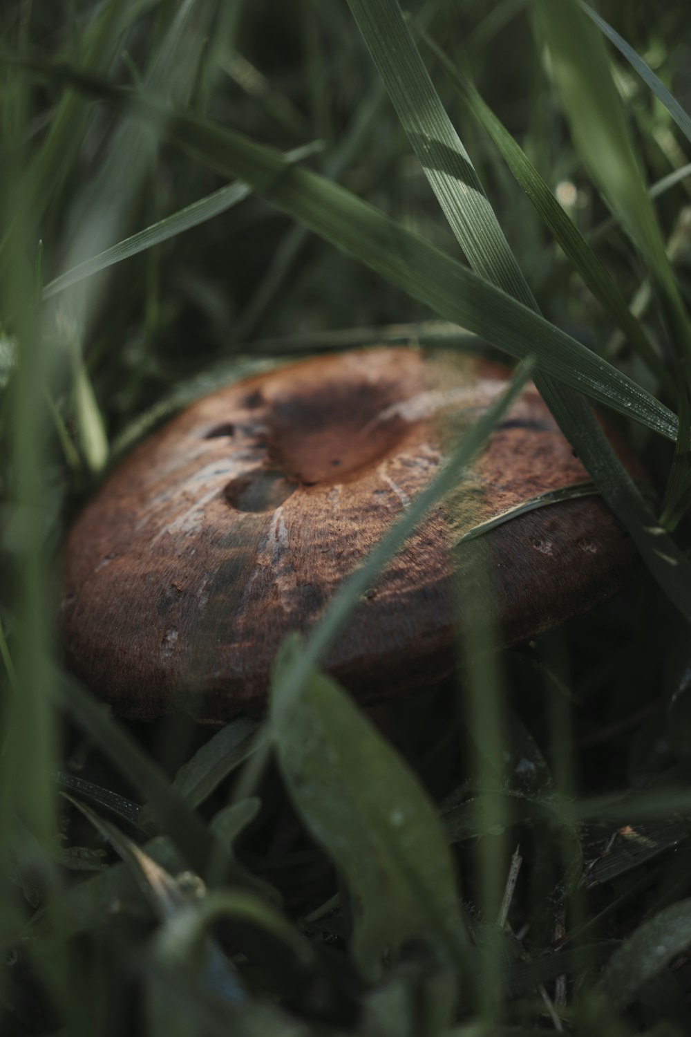 a mushroom sitting on top of a lush green field