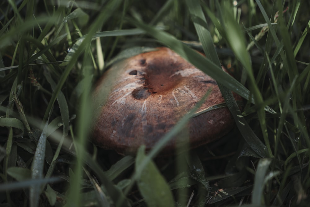 a mushroom sitting in the middle of the grass